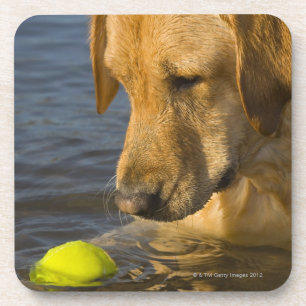 Yellow labrador with a tennis ball in the water coaster