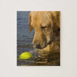 Yellow labrador with a tennis ball in the water jigsaw puzzle