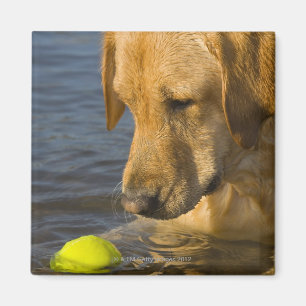 Yellow labrador with a tennis ball in the water magnet