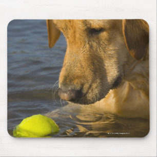 Yellow labrador with a tennis ball in the water mouse mat