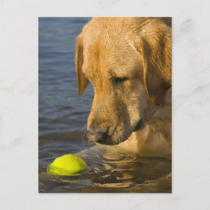 Yellow labrador with a tennis ball in the water postcard