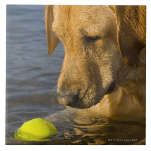 Yellow labrador with a tennis ball in the water tile
