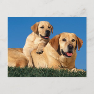 Yellow Labradors Postcard