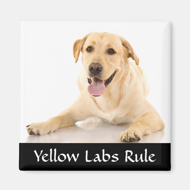 Yellow Labs Rule "Labrador Retreiver"  Magnet (Front)