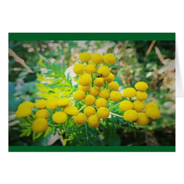 Yellow Lady Bug on Tansy Flowers (Front Horizontal)