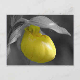 Yellow Lady Slipper Black White Floral Postcard