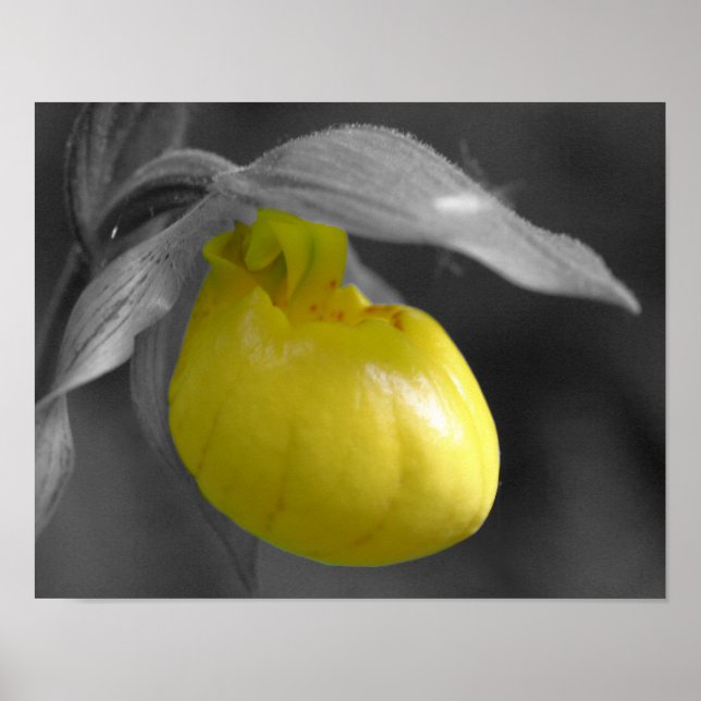 Yellow Lady Slipper Flower Black White Poster (Front)