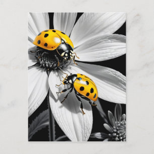 Yellow Ladybugs Beetle On Black White Flower Postcard