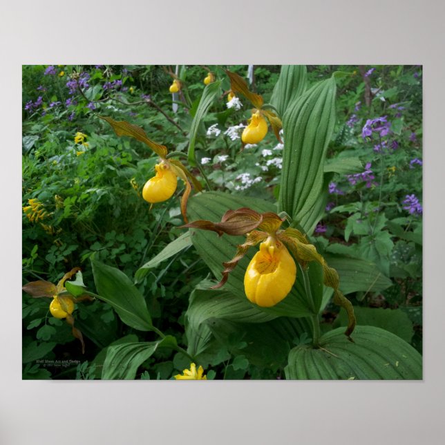 Yellow Lady's Slipper Orchid Flowers In Bloom Poster (Front)