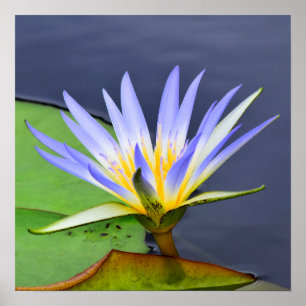 Yellow & Lavender Water Lily Poster Print