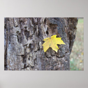 Yellow Leaf on Tree Poster