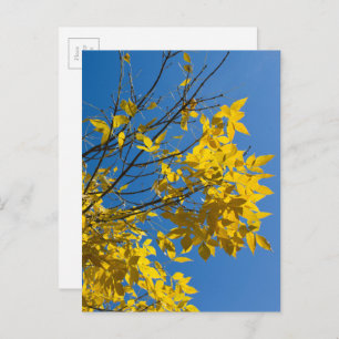 Yellow Leaves Ash Tree Fall Nature Photography Postcard