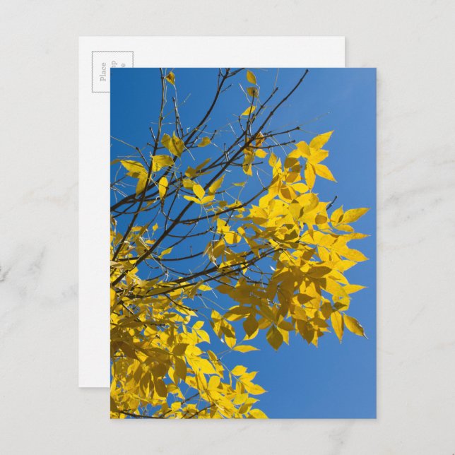 Yellow Leaves Ash Tree Fall Nature Photography Postcard (Front/Back)