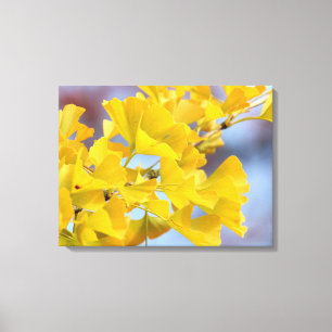 Yellow Leaves Ginkgo Tree Canvas Print