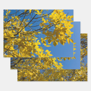 Yellow Leaves on Fall Ash Tree Nature Photography Wrapping Paper Sheet