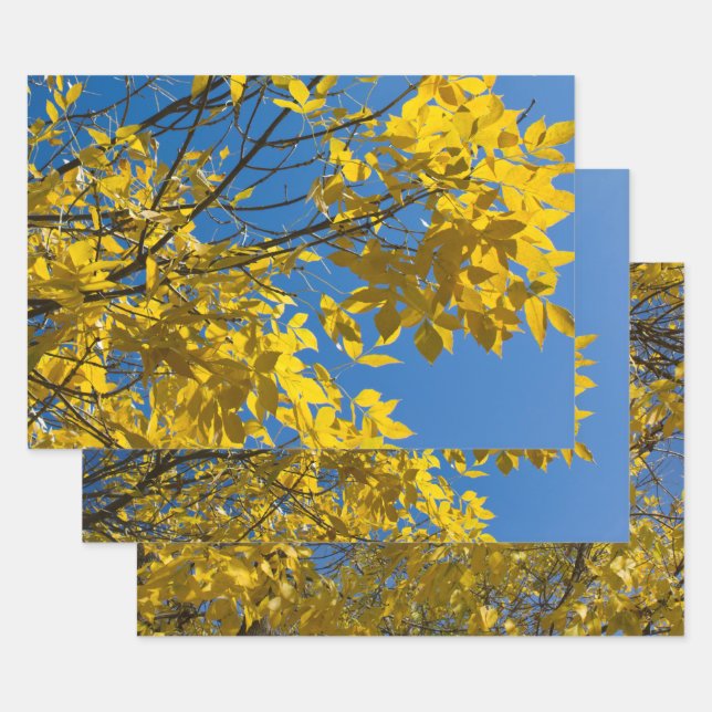 Yellow Leaves on Fall Ash Tree Nature Photography Wrapping Paper Sheet (Set)