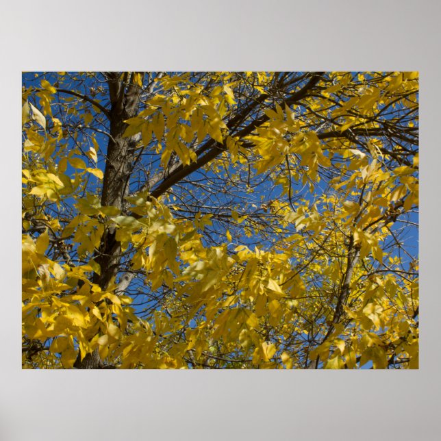 Yellow Leaves on Fall Ash Tree Photography Poster (Front)