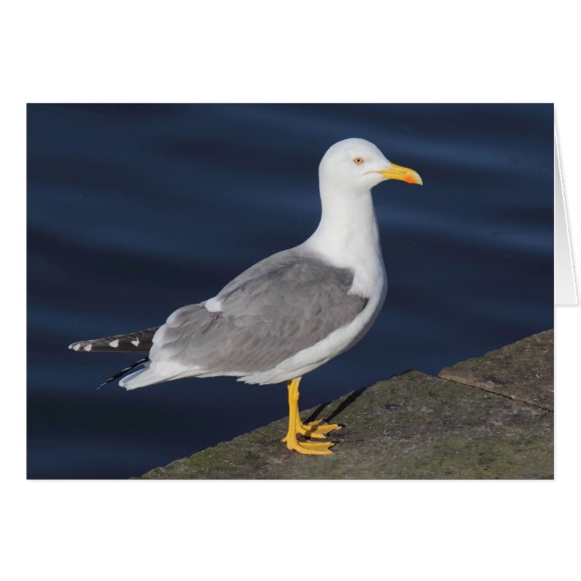 Yellow-Legged Gull (Front Horizontal)