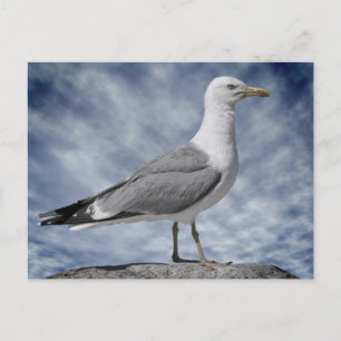 Yellow-legged Gull on rock Postcard