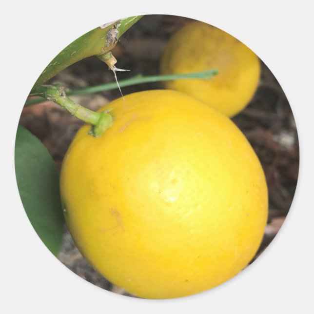 Yellow Lemons Classic Round Sticker (Front)