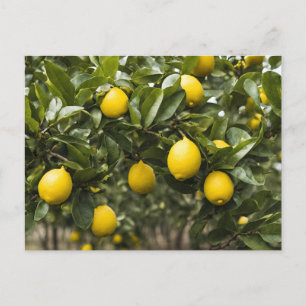 Yellow Lemons Growing on a Tree  Postcard