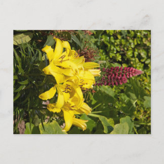 Yellow Lilies Postcard