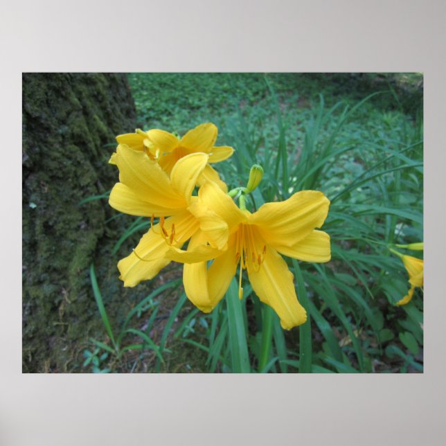Yellow Lilies Poster (Front)
