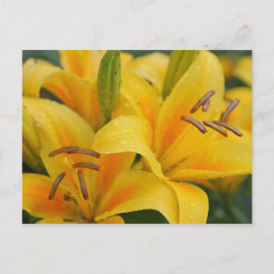 Yellow lillies postcard