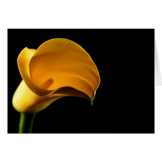 Yellow Lilly