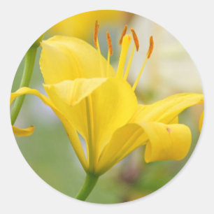 Yellow lilly classic round sticker
