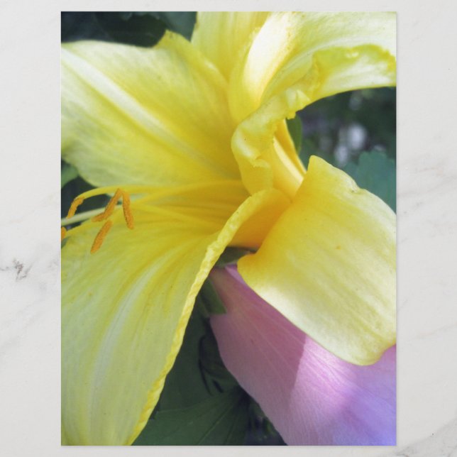 Yellow Lily (Front)