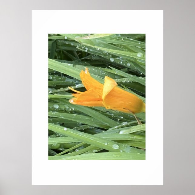 Yellow Lily Among Dew Covered Grass Poster (Front)