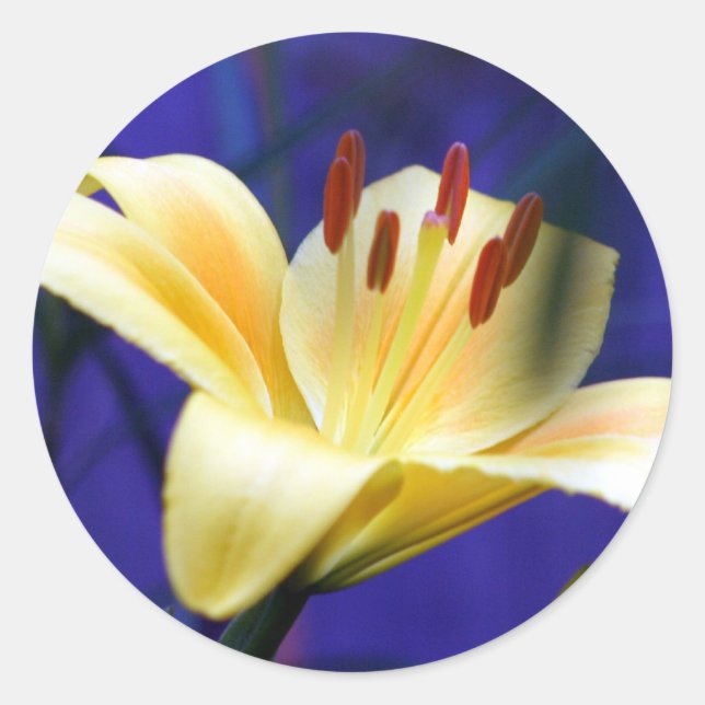 Yellow Lily Classic Round Sticker (Front)
