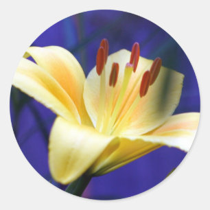 Yellow Lily Classic Round Sticker
