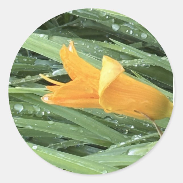 Yellow Lily  Classic Round Sticker (Front)
