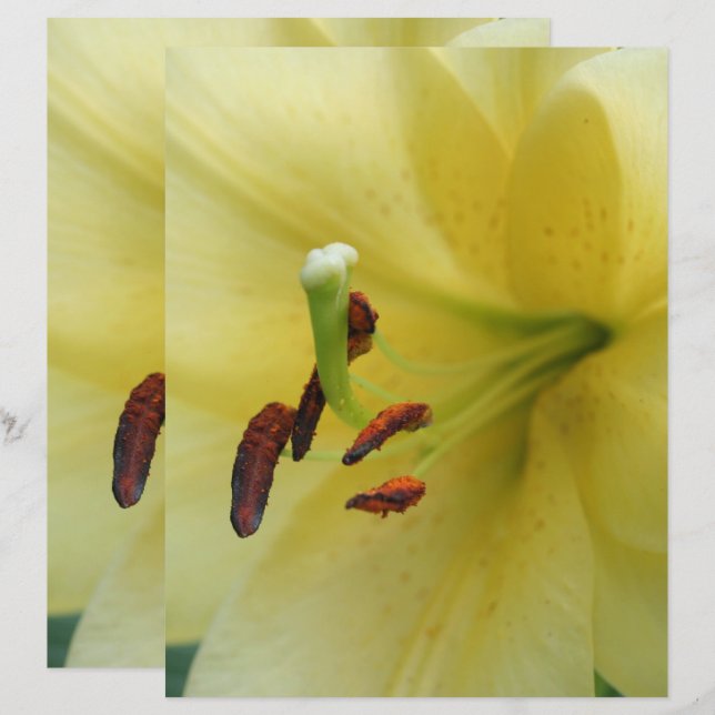 Yellow Lily Flower Close Up Scrapbook Paper (Front/Back)