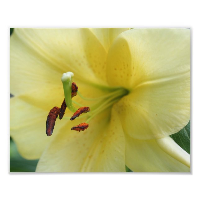 Yellow Lily Flower Petals 8x10 Photo Print (Front)