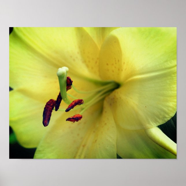 Yellow Lily Flower Up Close  Poster (Front)
