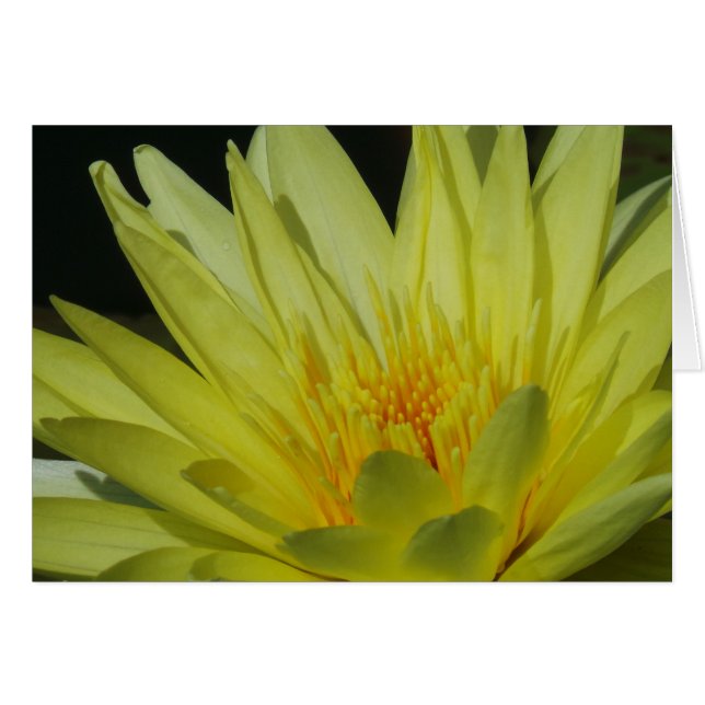Yellow Lily Frameable All Occasion Card 7x5 (Front Horizontal)