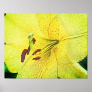 Yellow Lily Pencil Flower Art   Poster