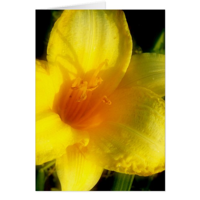 Yellow Lily Photograph (Front)