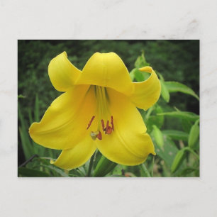 Yellow Lily Postcard