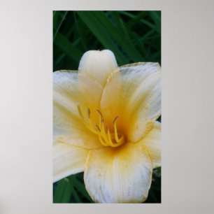 yellow lily poster