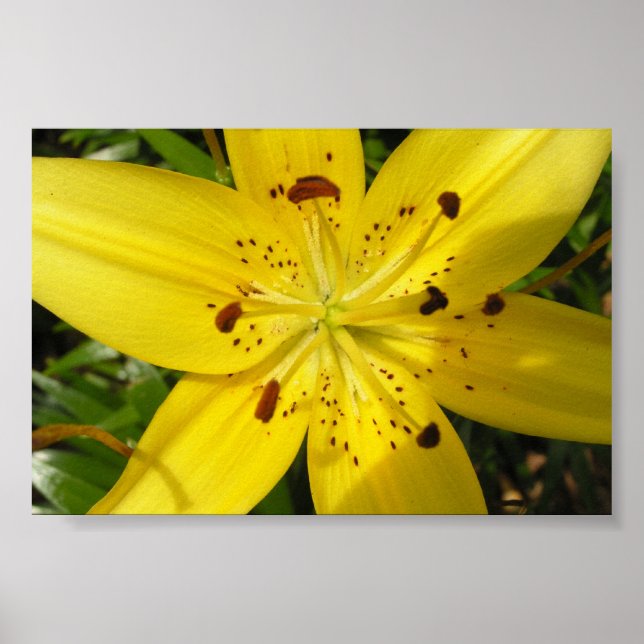 Yellow lily poster (Front)