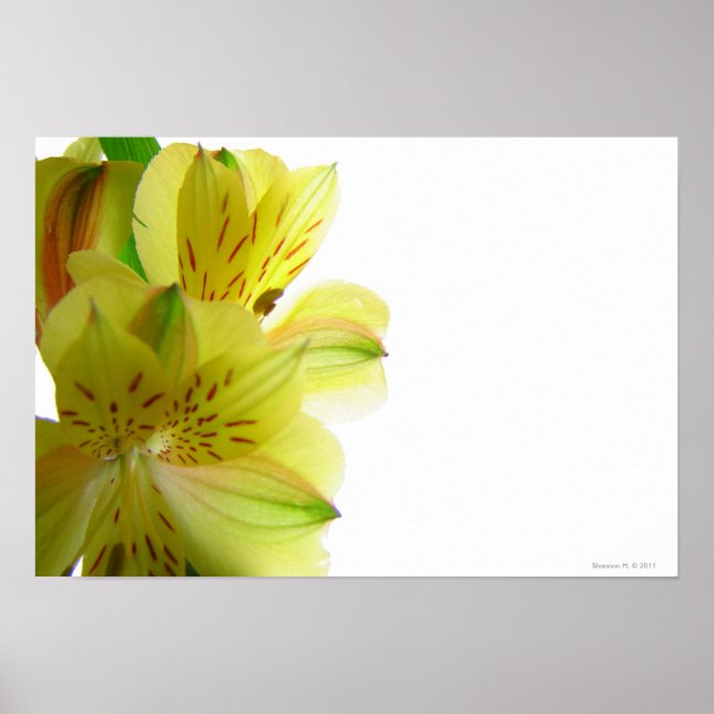 Yellow Lily Poster Print (Front)