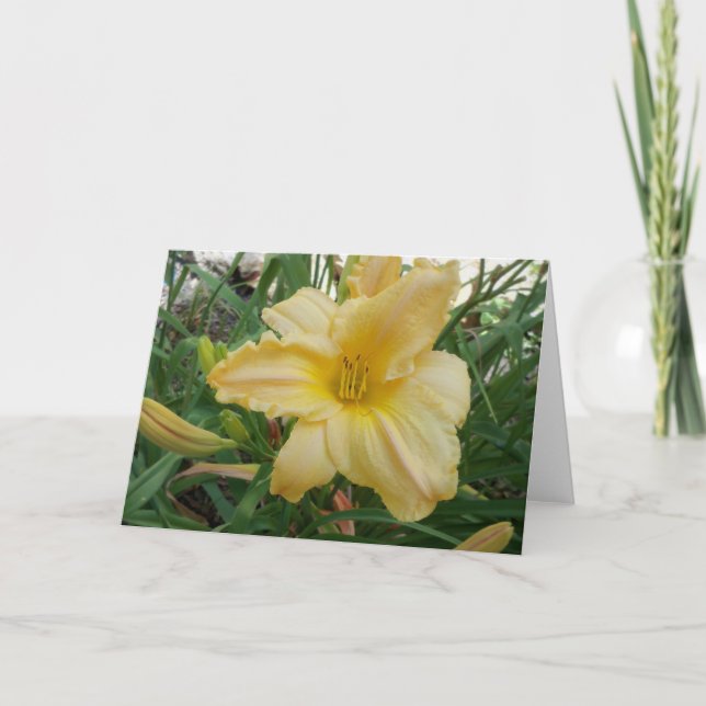 Yellow Lily  Stella d'oro Greeting Card (Front)
