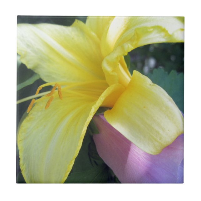Yellow Lily Tile (Front)