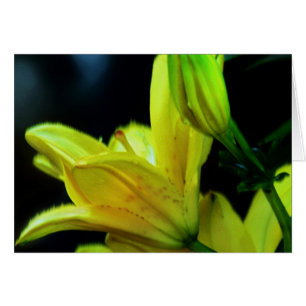 Yellow Lily with Wind Effect by Shirley Taylor