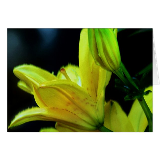 Yellow Lily with Wind Effect by Shirley Taylor (Front Horizontal)