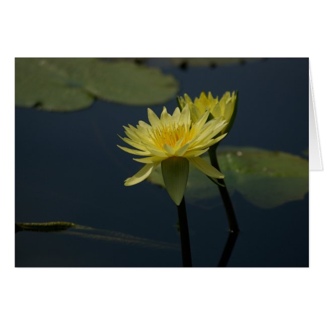 Yellow Lotus Waterlilies Card (Front Horizontal)